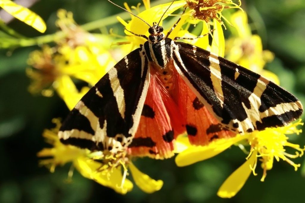 Jersey Tiger Moth (Euplagia quadripunctaria)